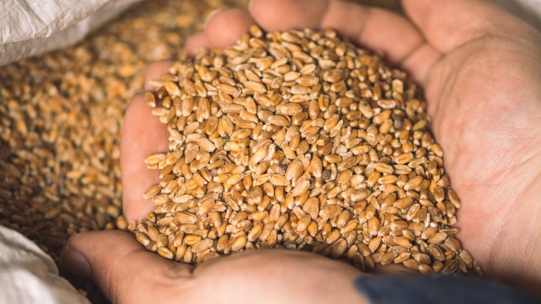 Érik a globális gabonakrízis: ez állhat valójában a válság hátterében