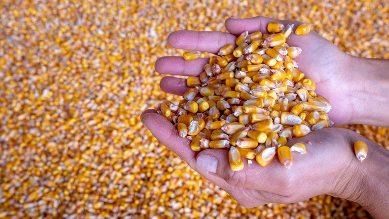 Félelmetes, ami a magyar gabonapiacon zajlik: ennyibe kerül most a búza, a kukorica