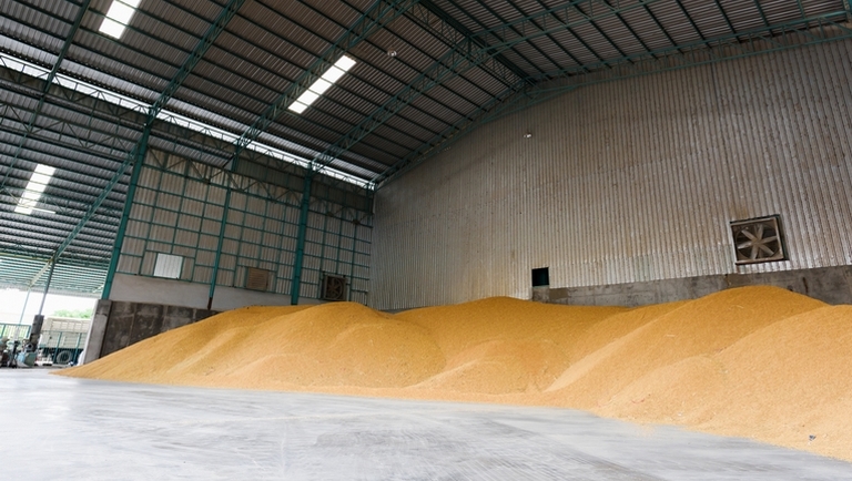 Őrület, ami a magyar gabonapiacon zajlik: már ennyibe kerül a búza és a kukorica