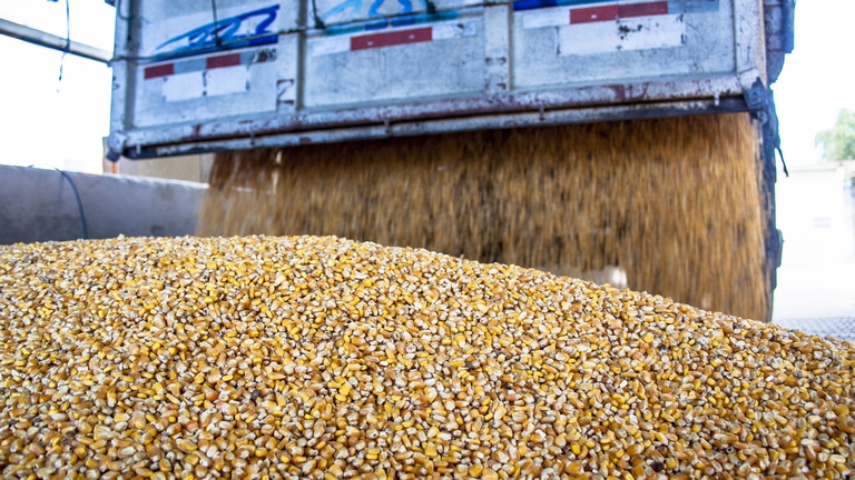 Elképesztő drágulás a magyar gabonapiacon: ennyibe kerül most a búza, kukorica