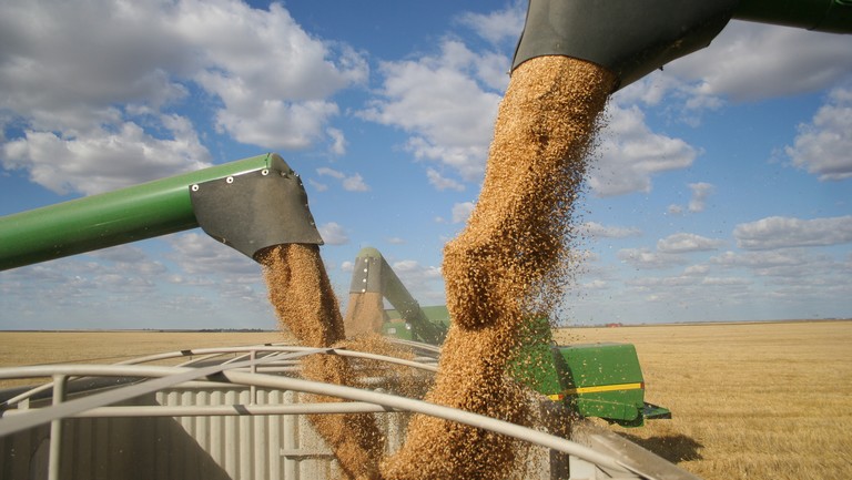 Durva, ami a magyar gabonapiacon történik: ennyibe kerül most a búza, kukorica