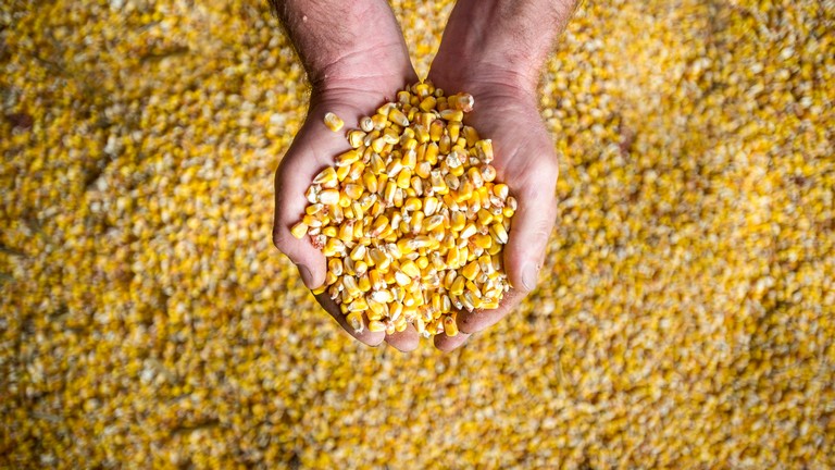 Fontos döntést hozott a kormány a gabonakivitel korlátozásáról: ez sok gazdát érint