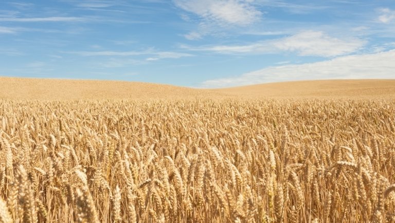 Fordulat a gabonapiacon: nagyot változtak a terményárak tavaly óta