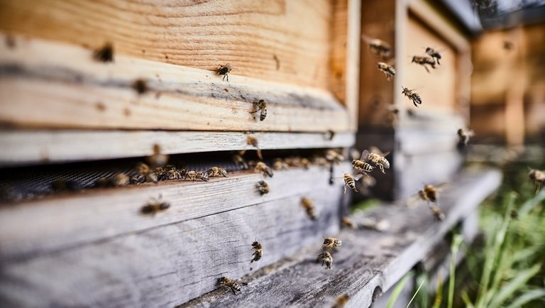 Vigyázz, kész, rajt: indul a méhészeti gépjárműtámogatás!