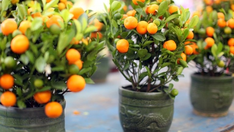 14 gyümölcs, amit gond nélkül termeszthetsz otthon is: és még kert sem kell hozzá 