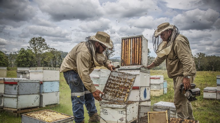 Komoly támogatást kapnak a magyar méhészek: így segítenék az ágazatot