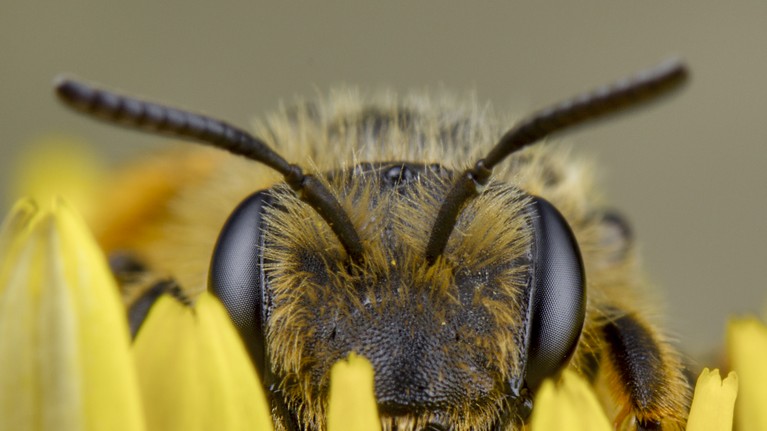 Dögevő méhek tartják lázban a szakembereket: erre még ők sem számítottak