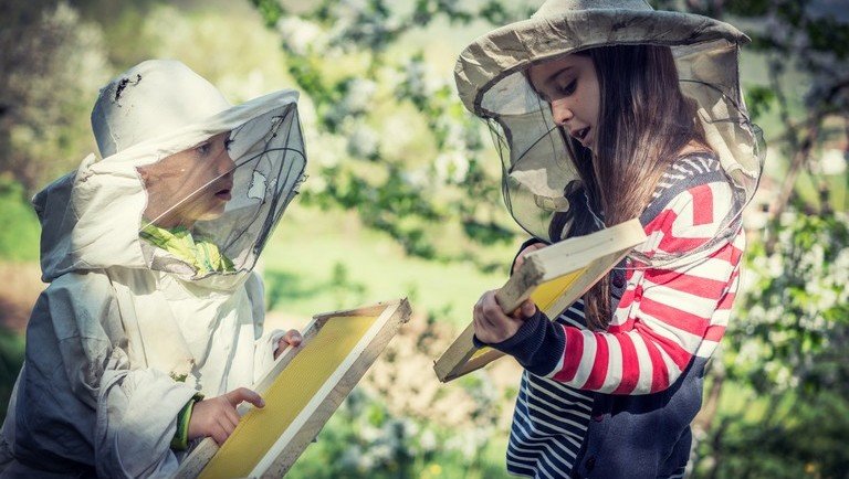Méhekre céloz az új kampány: így próbálják megvédeni a beporzókat