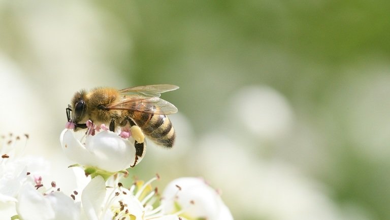A méhek a Föld barátai: úttörő kezdeményezésbe kezdett a Pilis Parkerdő