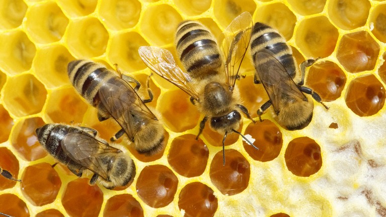 Egyre több magyar vesz ilyen mézet: tele vannak vele a boltok polcai