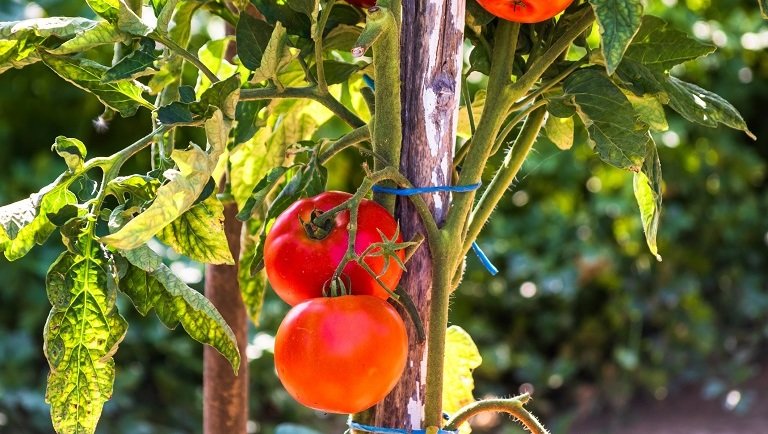 Sokan termesztenek otthon paradicsomot, de rosszul gondozzák: itt hibáznak