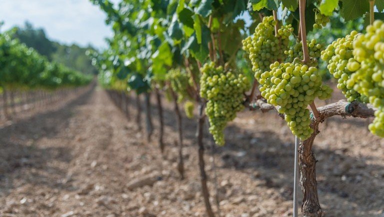 Óriási segítség érkezett a magyarországi szőlőültetvény-telepítőknek 