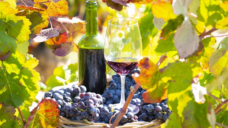 Elképesztő, mi történik az európai szőlőültetvényekkel: bajban vannak a borászok 