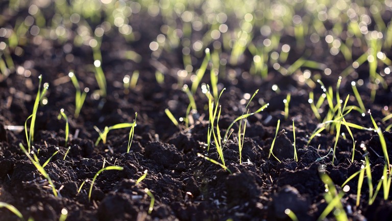 Így lesz egészséges talajod szakember nélkül: ezt minden kertésznek tudnia kell