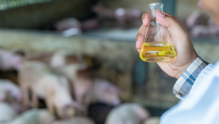 A sertések bélflórája ellenáll az antibiotikumoknak - és ez nem baj