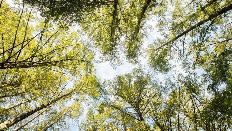 Drámai jövőt jósolnak a fák évgyűrűi: erre jöttek rá a szakértők