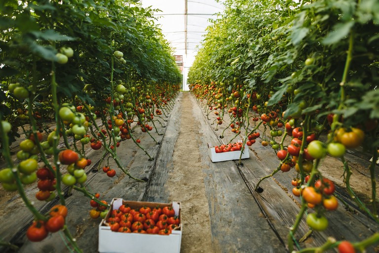 Átalakulhat a paradicsompiac az EU-ban: ömlik az import zöldség a tagállamokba