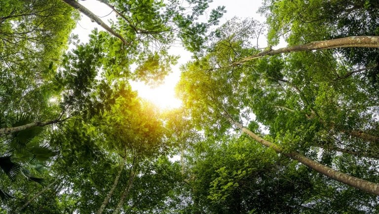 Fókuszban a fenntarthatóság és a faipar: ez várhat a hazai erdőgazdaságokra