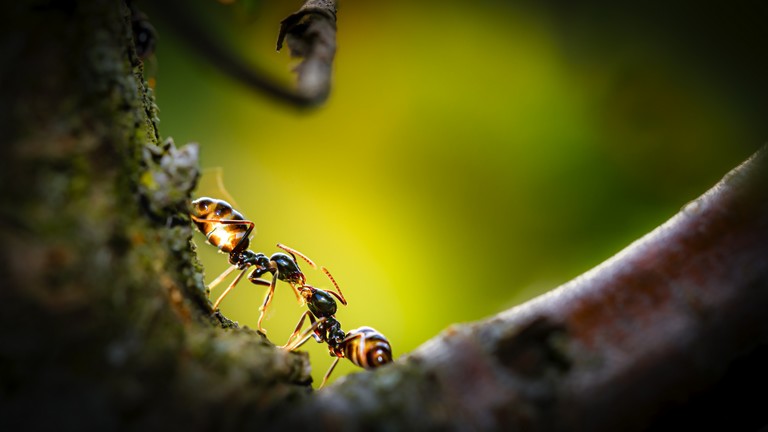 Sosem volt még ilyen könnyű a hangyák elleni védekezés: ezek a trükkök működnek