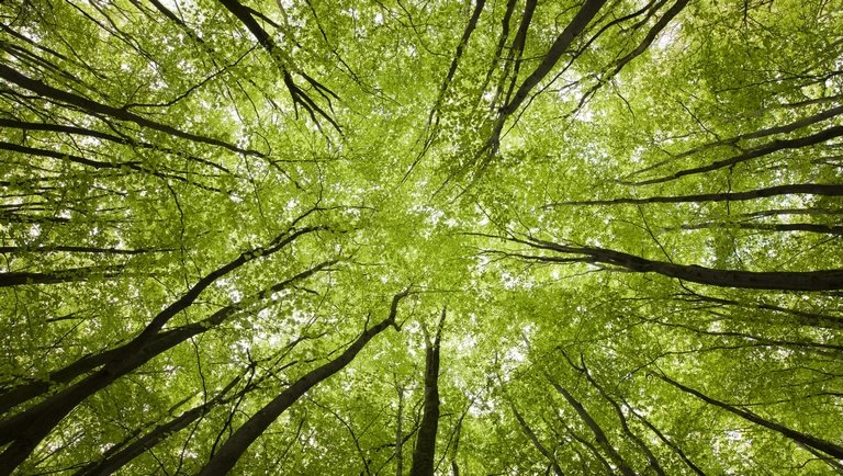Átveszi az erdőtervezéshez szükséges feladatokat a Nemzeti Földügyi Központ