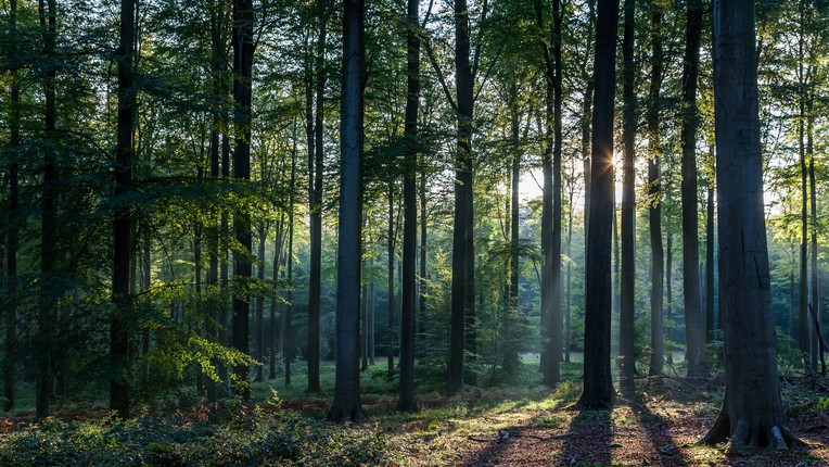 Beruházásdömping a magyar erdőgazdálkodásban: közel 30 milliárdból fejlesztettek