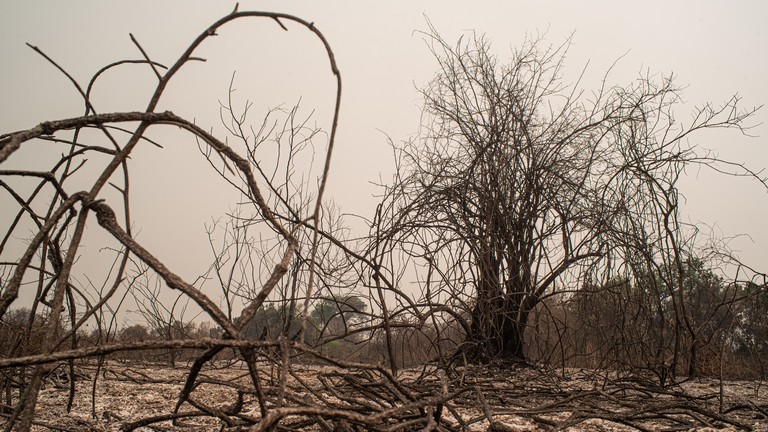 Lesújtó eredményre jutottak a kutatók: brutális ütemben pusztulnak a fák Európában