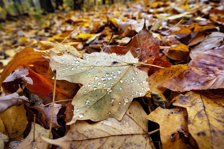 Berobban az ősz az országba a jövő héten: komoly fordulatokat tartogat az időjárás