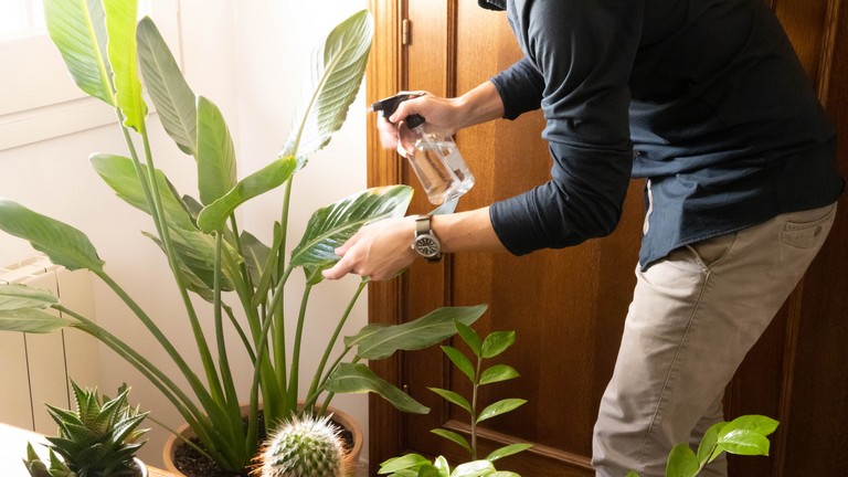 Sokan nem tudják, miért pusztulnak a növények a lakásban: így mentheted meg őket