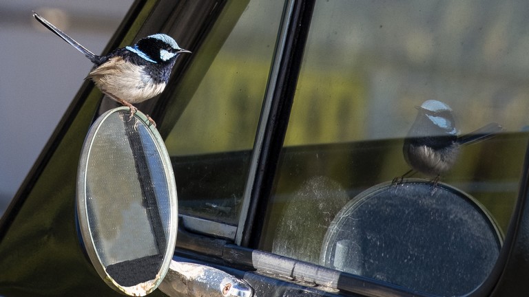 Autókra és ablakokra támadó madarakra figyelmeztetnek: nem árt résen lenni