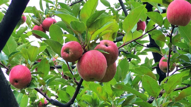 Durva, ami az európai almapiacon történik: nem kell senkinek a népszerű gyümölcs