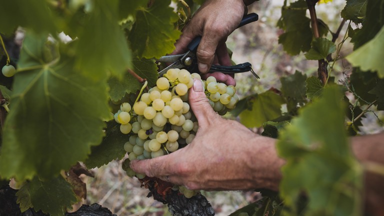 Pofonegyszerű trükk szőlőtermesztéshez: ezzel garantáltan bőséges lesz a termés