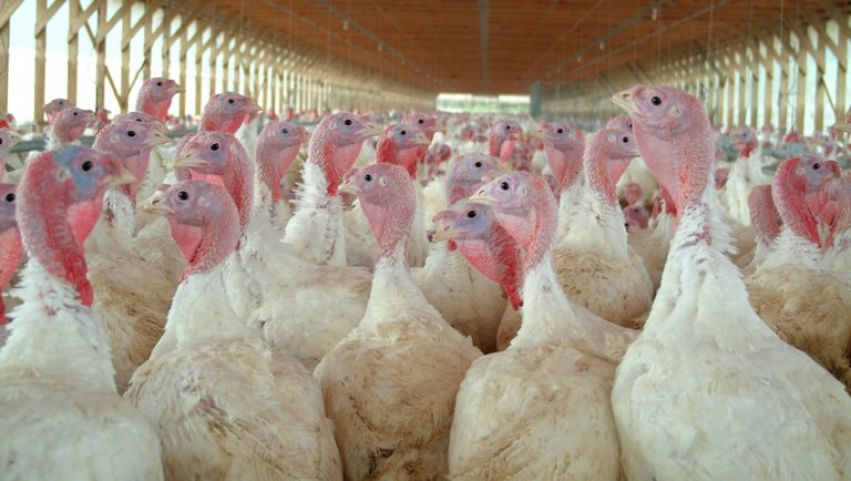 Ajaj: megjelent a madárinfluenza Európa legnagyobb baromfitartójánál