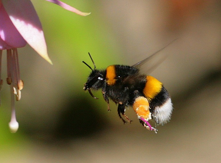 Hullanak a méhek, mint a legyek: súlyos veszély leselkedik a beporzókra