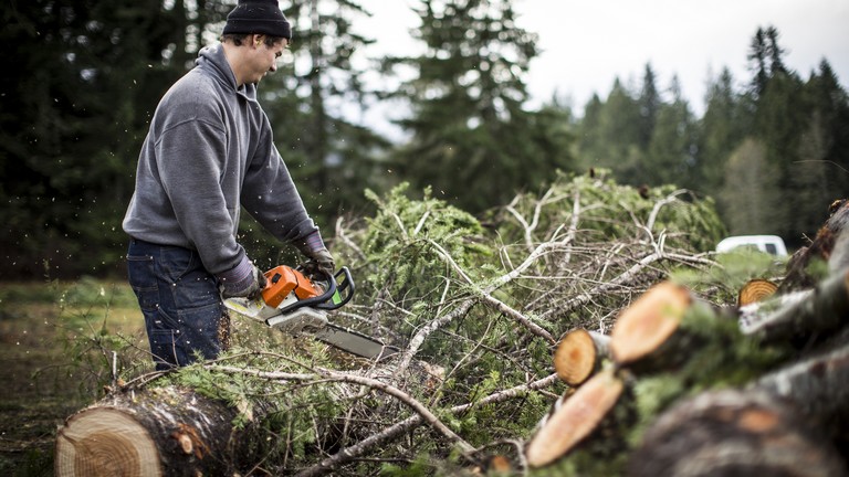 Megszólaltak a szakértők a fakitermelés szabályaival kapcsolatban: ez vár az erdőkre