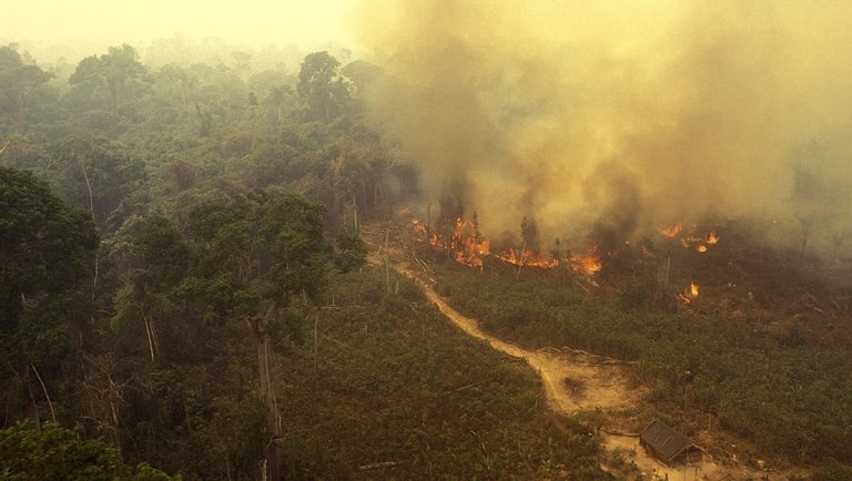 Fontos megállapodás született az erdők és termőföldek védelméről a klímacsúcson