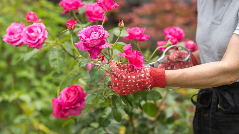 Sokan hibáznak a rózsák gondozásakor: ezek lehetnek a legnagyobb buktatók