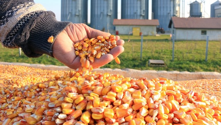 Az argentin kukoricától nem kell tartani: keresztbe tett neki a saját kormányuk