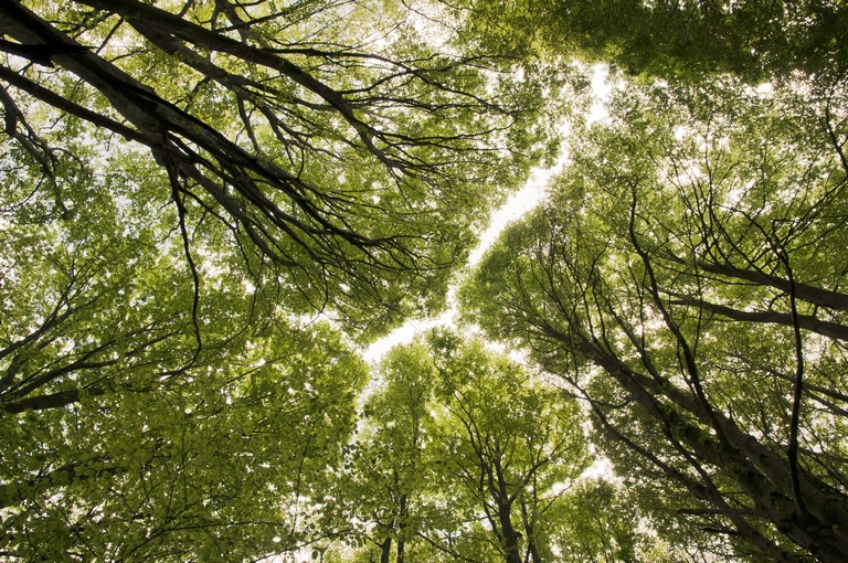 Fontos részletek derültek ki az új Uniós Erdőstratégiáról: ez történhet 2030-ig