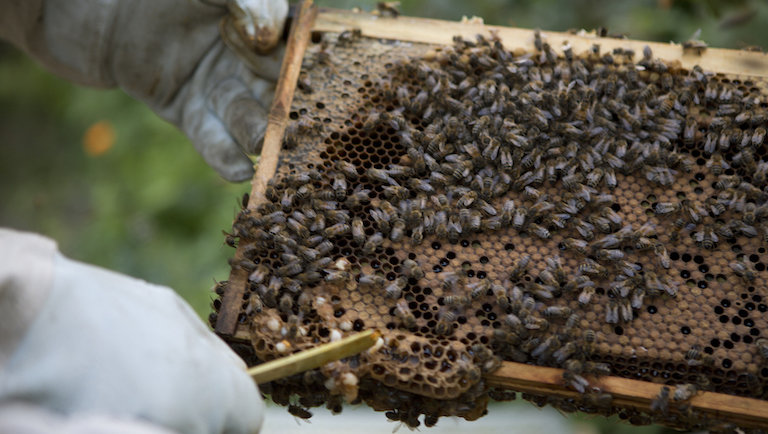 Megszólalt a szakember: itt már a méhészek életben maradása a tét
