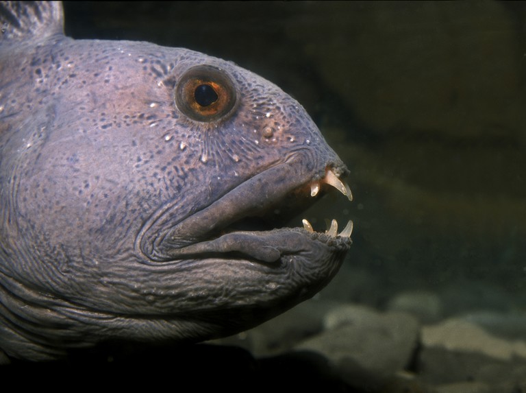 Emberfogú mutáns halat fogtak a horgászok: mindenkit sokkolt a látvány