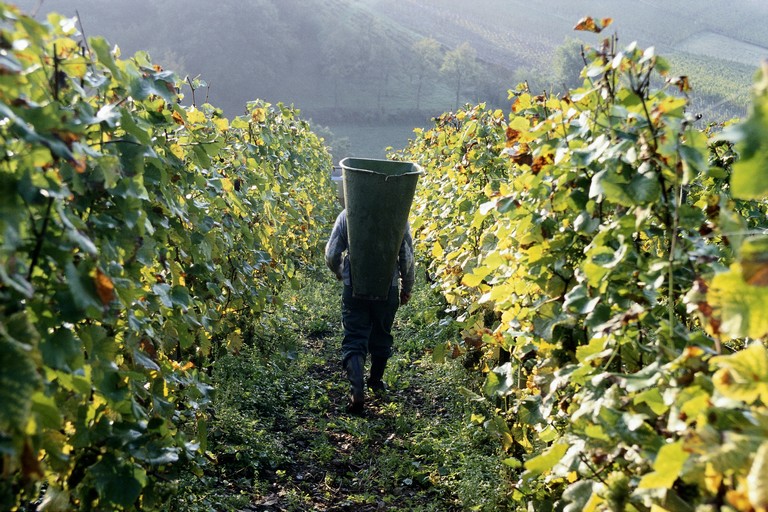 Komoly bajban a borászok: heteket csúszik idén a szüret Villányban