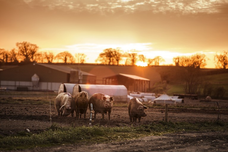 Válaszút előtt a magyar állattenyésztők: erről most minden gazdának döntenie kell