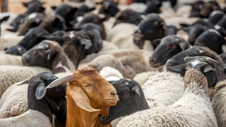 Nehéz éve volt a juh- és kecsketenyésztőknek: már biztos, 2022 sem lesz sétagalopp