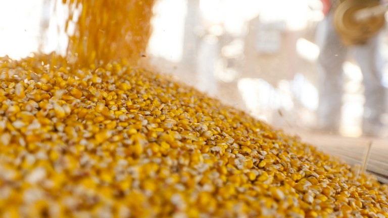 Drasztikus változás jöhet a gabonapiacon: letarolhatja Európát a román kukorica?