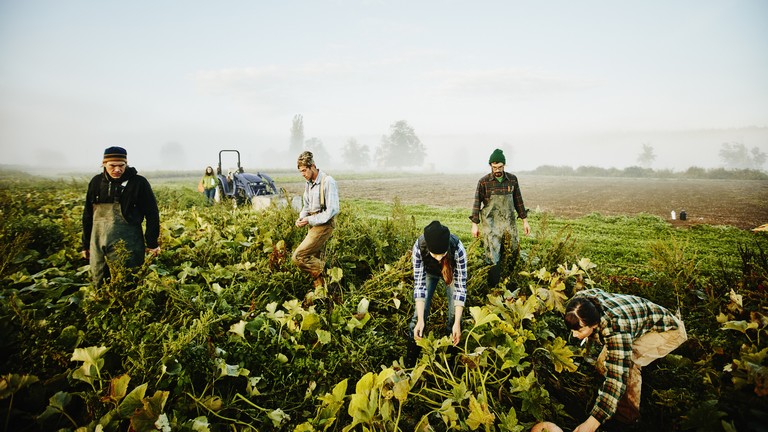 Tombol a munkaerőhiány az agráriumban: nagy lépésre készül a spanyol kormány