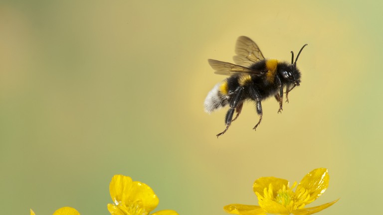 Ez szörnyű: több millió méh pusztult el egy amerikai légitársaság járatán
