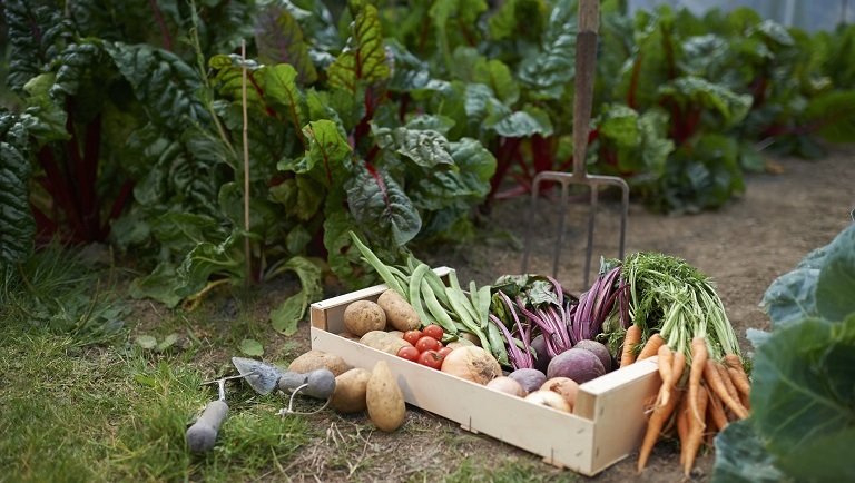 Megtripláznád a termést? Ezekkel a trükkökkel egész évben friss zöldséghez juthatsz 