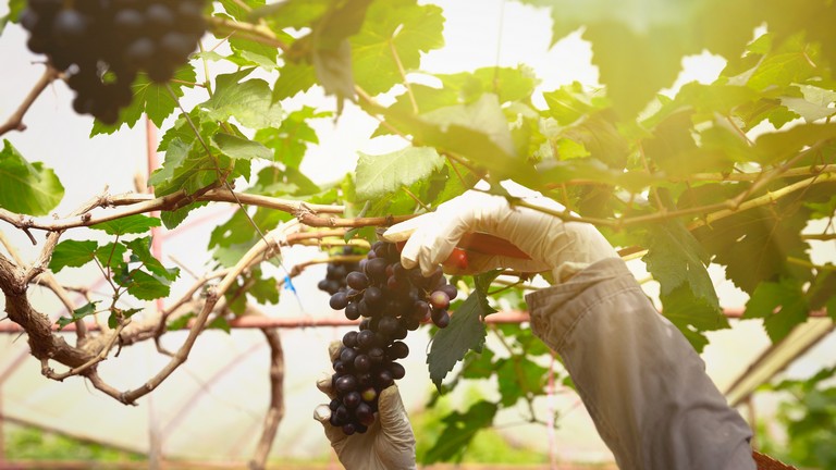 Áttörés jöhet a szőlőtermesztésben: ez rengeteg gazda életét megkönnyítheti