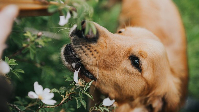 Súlyosan mérgező növények a kertben: ezektől mindenképpen tartsd távol a kutyádat