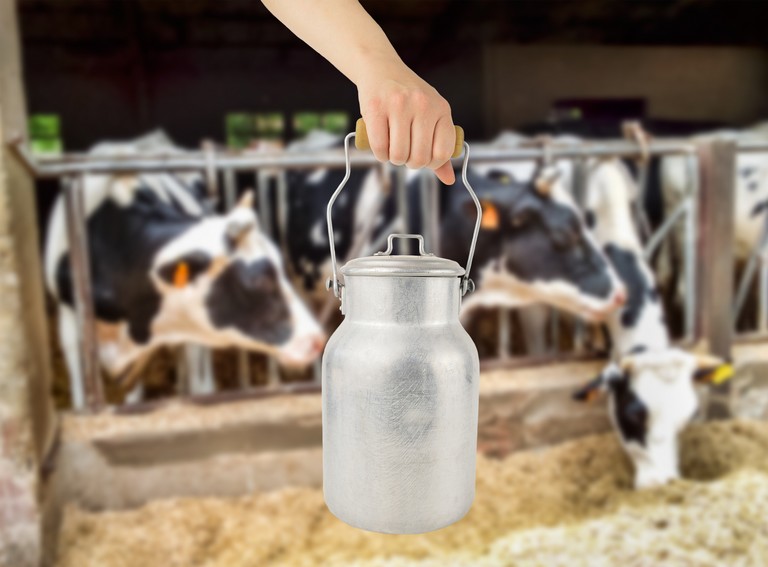Kongatják a vészharangot a magyar tejesek: tömeges állatlevágás jöhet az országban